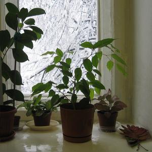 мир комнатных растений