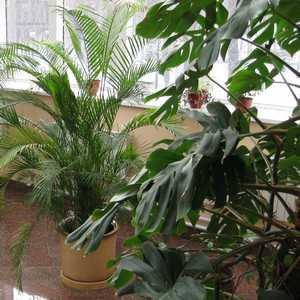 Мир комнатных растений